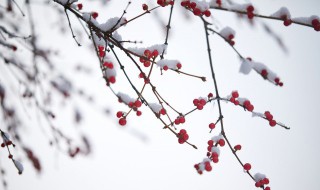 小雪的节气含义 小雪节气是第几个节气