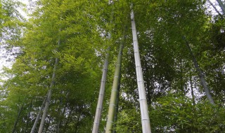 花毛竹怎么种植方法 种植方法如下