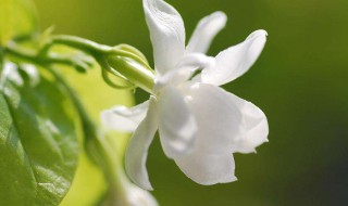 茉莉花寿命多长 花期是什么时候呢