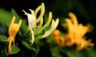 金银花有什么作用 金银花的作用简述