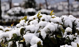 描写春天雪景的句子 描写春天雪景的诗句