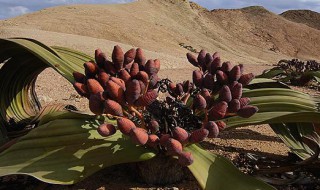 沙漠植物有哪些 沙漠植物简介