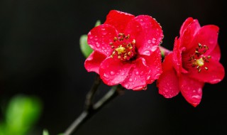 海棠花简介 海棠花详细介绍