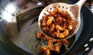 金蝉的做法 金蝉做法分享