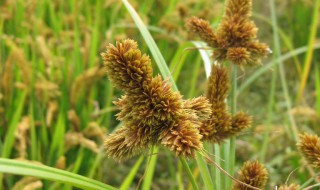 麦芒的意思 麦芒解释