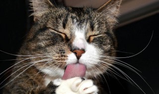 捡猫回家有忌讳吗 有什么要注意的