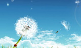 蒲公英对肝脏的作用 你了解过吗