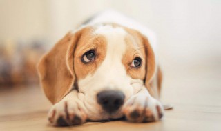 狗狗突然疼的叫 狗狗突然疼的叫原因及做法