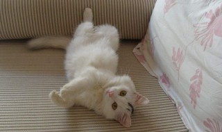 干洗猫咪的方法 怎么给猫咪干洗