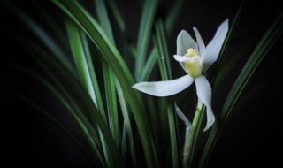 幽兰古诗的意思 幽兰古诗释义