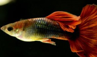 孔雀鱼多久喂一次 孔雀鱼怎么喂养