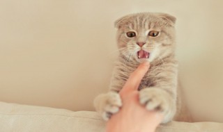 猫咪讨厌你的8种表现 猫咪讨厌你的几个表现