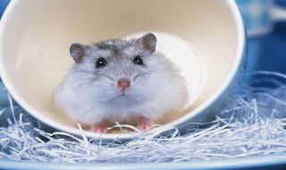 仓鼠最喜欢吃什么 仓鼠最喜欢吃的食物简述