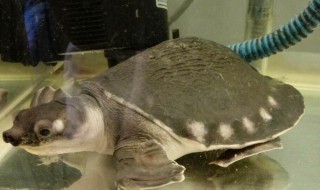 猪鼻龟养殖方法 猪鼻龟怎么养