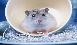 照顾宠物仓鼠的方法 照顾宠物仓鼠的方法简述