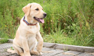 女拉布拉多取名字大全 女拉布拉多取名字大全有哪些