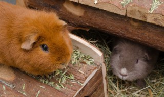 给仓鼠起名字 适合仓鼠的名字