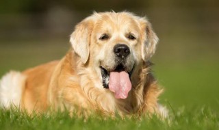 金毛训练方法 如何训练金毛