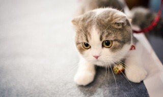 猫砂多久换一次 多长时间换一次猫砂