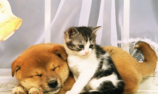 猫咪能吃什么 猫吃什么比较好