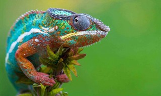 变色龙吃什么 怎么养变色龙