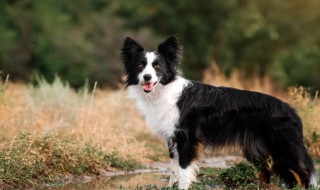 怎么训练边牧 训练边牧的方法