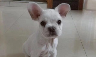 串串是什么 如何正确养育串串