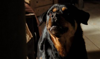 防狗抓木门的方法 方法如下