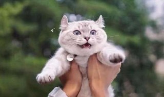 怎么抱猫咪 如何正确抱猫咪