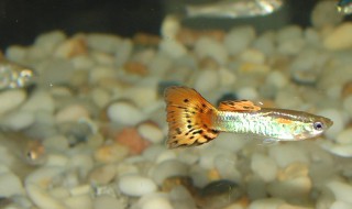 鱼跳缸怎么回事 可能是以下原因