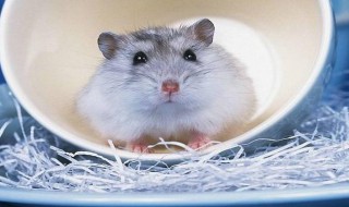 仓鼠洗澡怎么洗 仓鼠洗澡方法简述