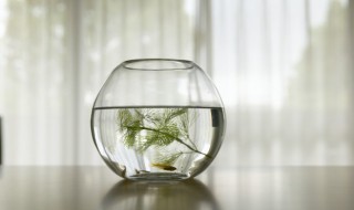 新手养蛙的正确方法 新手怎样正确养蛙