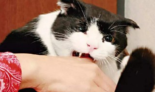 小猫为什么喜欢咬人 一定要清楚它咬人的原因