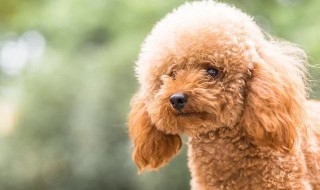 判断泰迪年龄的方法 如何判断泰迪年龄