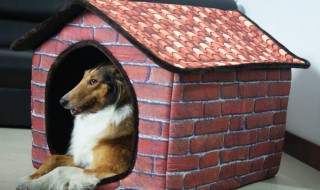 大型犬窝的制作方法 大型犬窝怎样制作