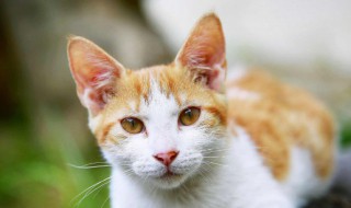 养猫方法 养猫方法简述