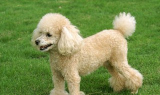 贵妇犬的修剪方法 贵妇犬如何修剪