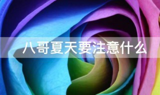 八哥夏天要注意什么 夏天养八哥的注意事项