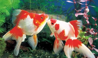 夏天养金鱼注意事项 夏天养金鱼注意事项介绍