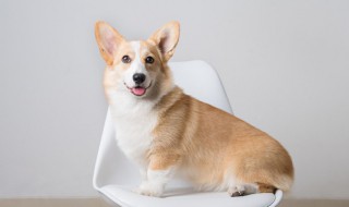 狗能吃海带吗 狗可以吃海带吗