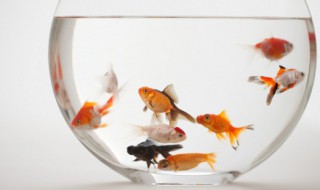 金鱼配什么水草最好养 金鱼配什么水草