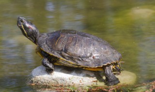 乌龟不吃龟粮怎么办 乌龟不吃龟粮如何解决