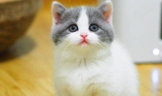 蓝白是怎么配出来的 蓝白是如何配出来的