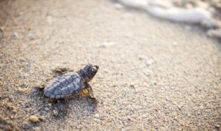 小乌龟吃什么东西 养小乌龟注意事项