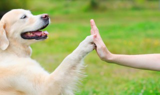 养宠物的好处和坏处 养宠物有的好坏处介绍