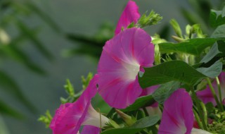 牵牛花长什么样 牵牛花是什么样的呢