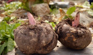 魔芋头怎么保存 新鲜魔芋怎么保存