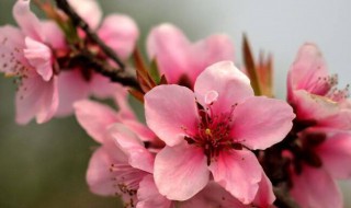 桃花命是什么意思 桃花命的含义