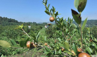 摘茶籽最佳方法 摘茶籽最佳方法