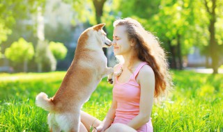 柯基怎么养 柯基犬怎么喂养